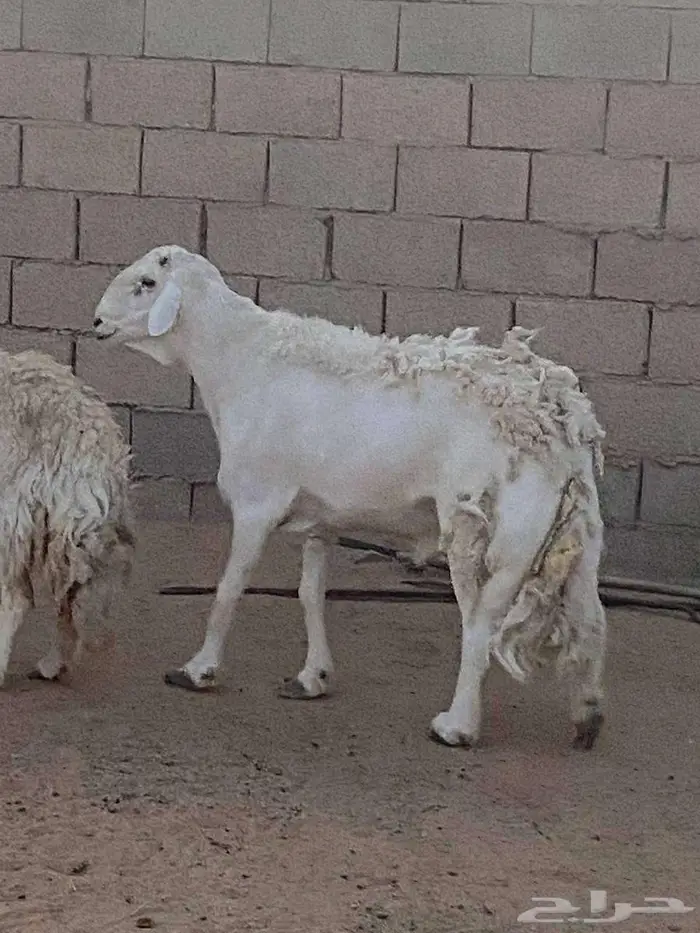حريات حرش صنف 0