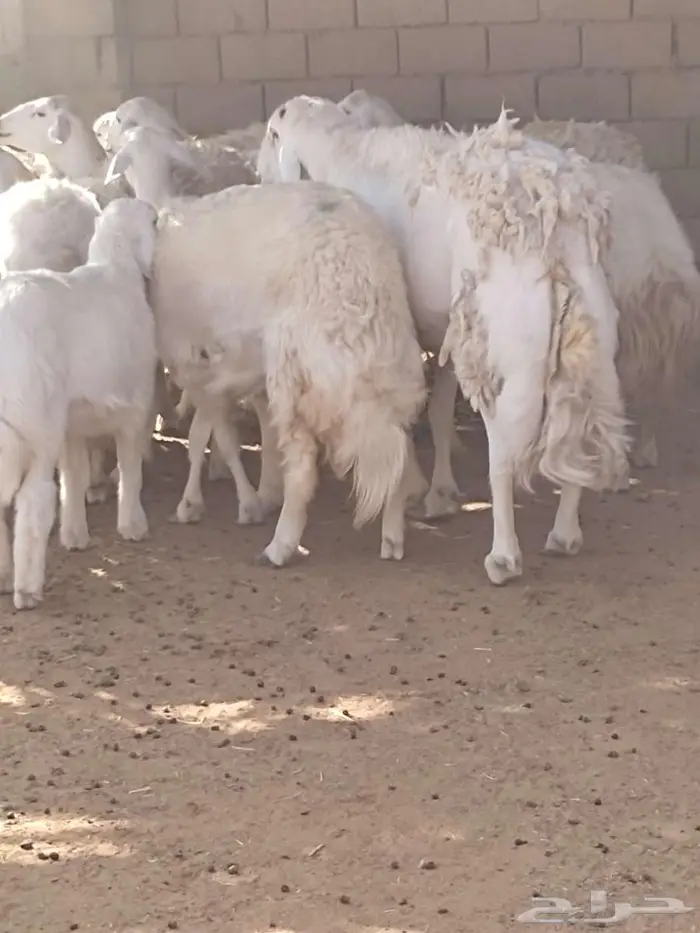 حريات حرش صنف 6