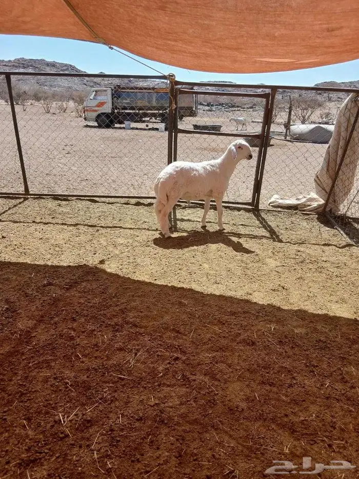 مشروع فحل كفووو 1