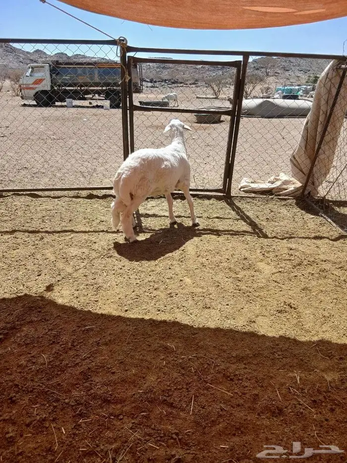 مشروع فحل كفووو 0