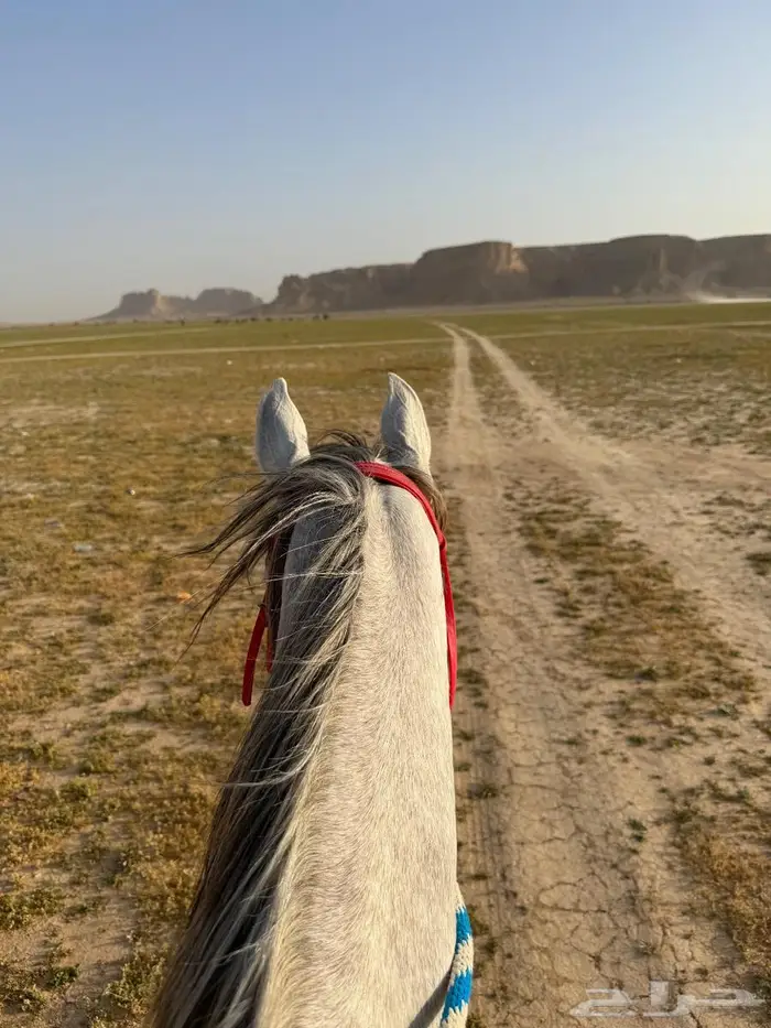 إيواء - مربط الشوق للخيل العربية 0