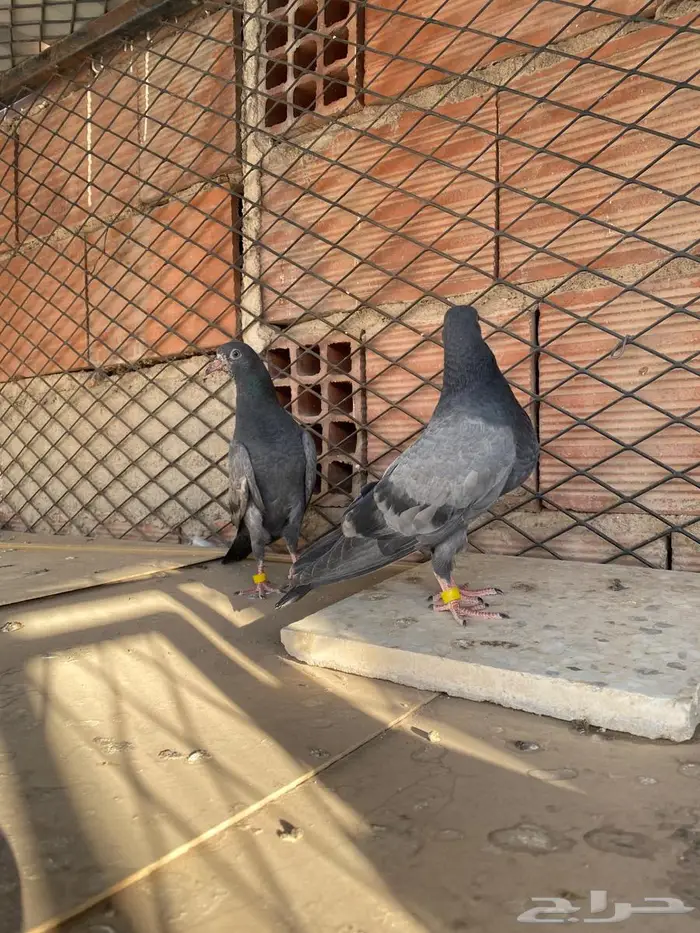 جوز تيدي شينا 4