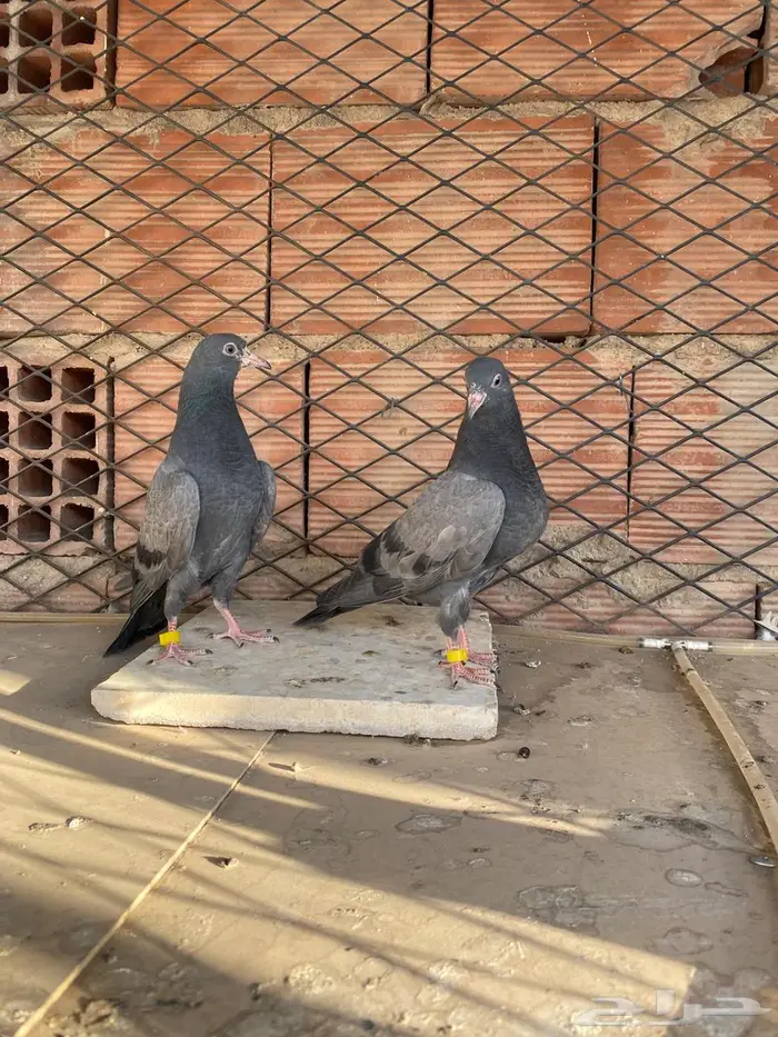 جوز تيدي شينا 3