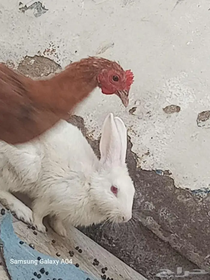 دجاج و ديك وارانب زوج للبيع 1