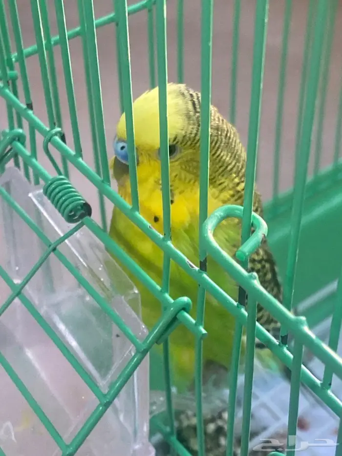 عصفور للبيع 0