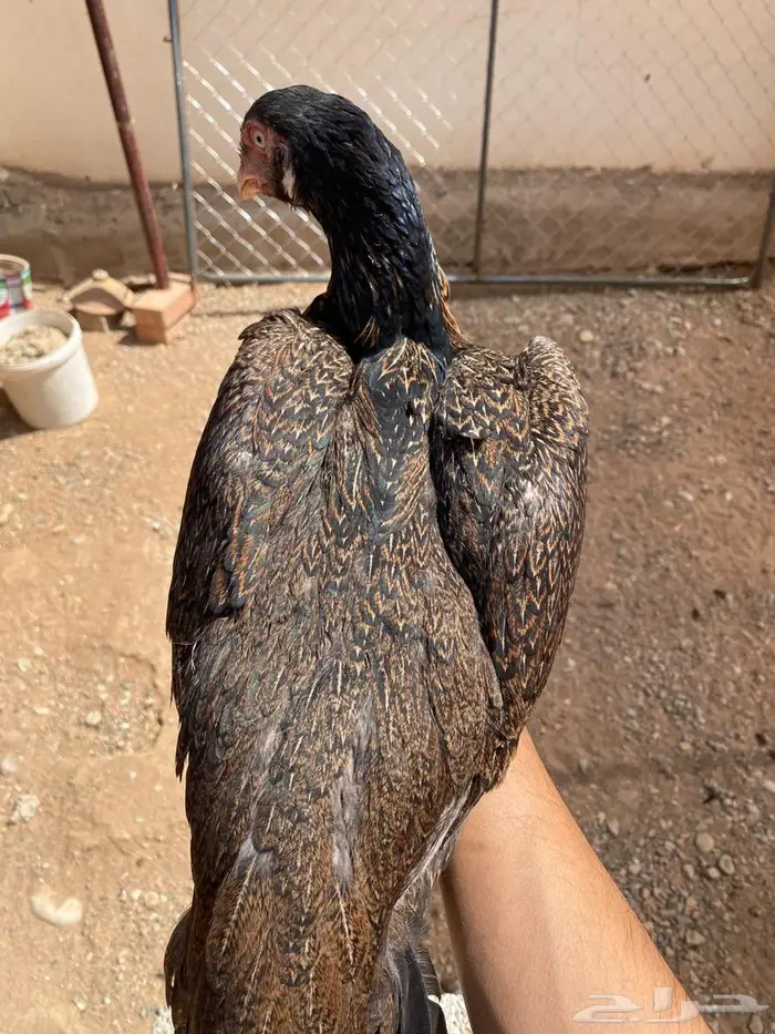 طقم شامو يباني 4