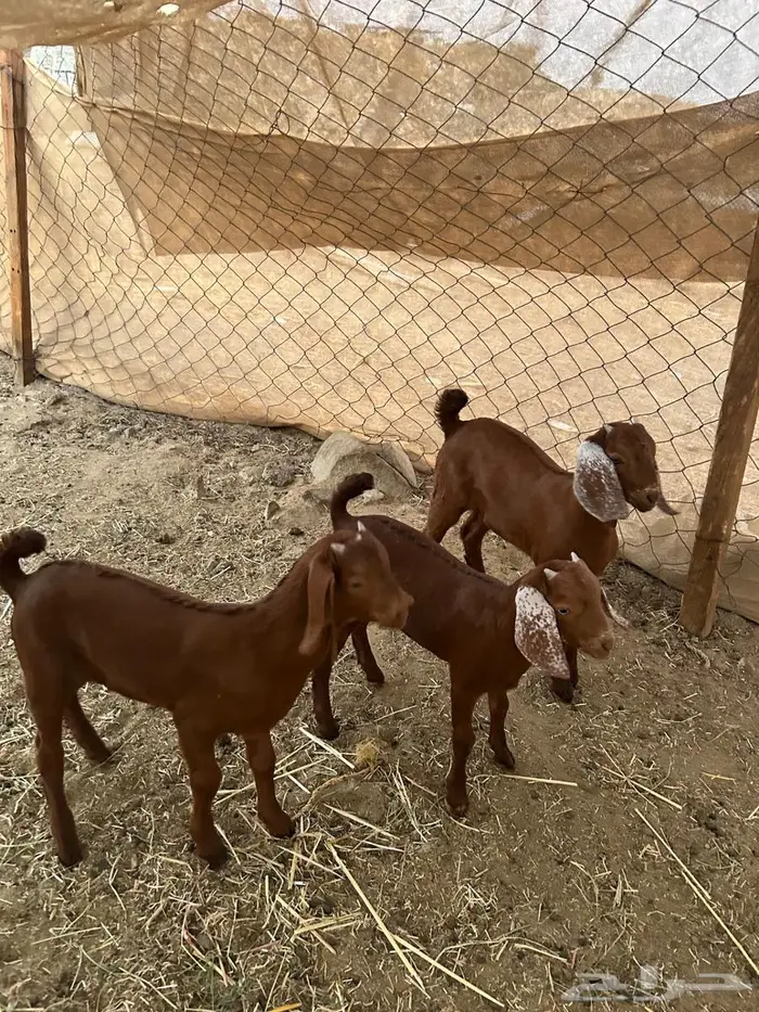 بهم لباني 0