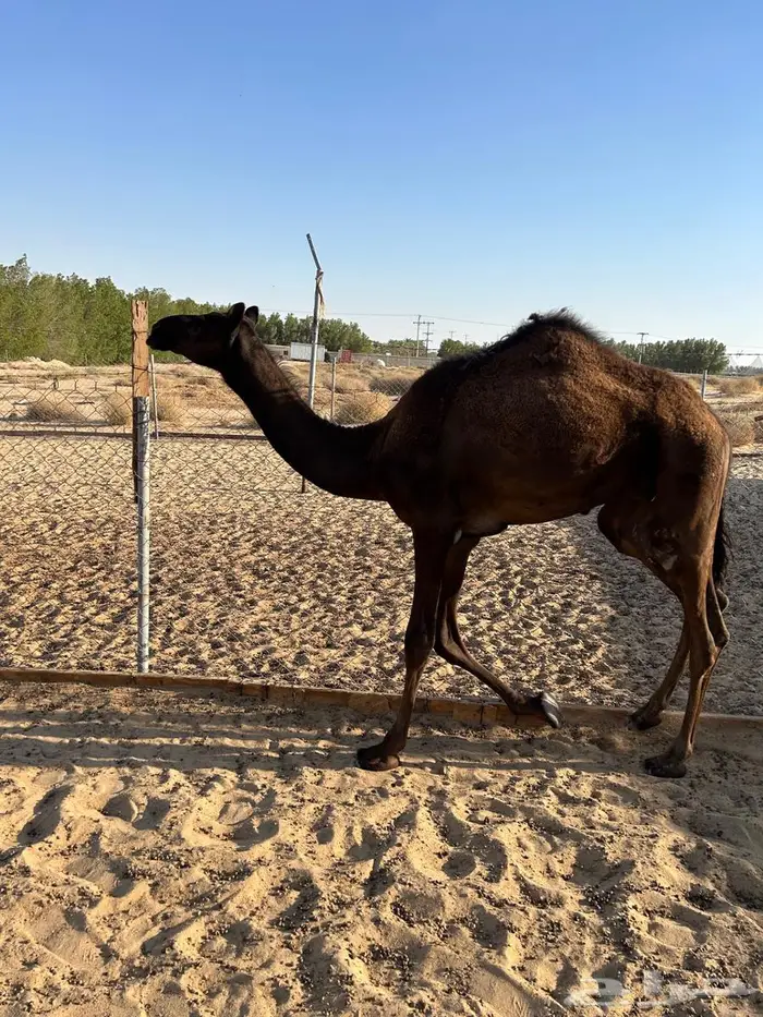 قعود تحت أمه الى قبل يومين 0