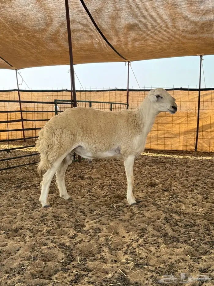 فحل صنف ثني مشروط على الفيديو 3