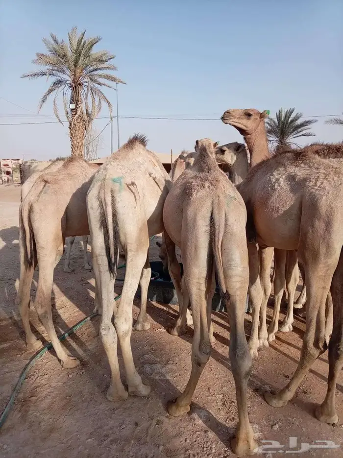 قعدان صوماليه جمله من الرياض 5