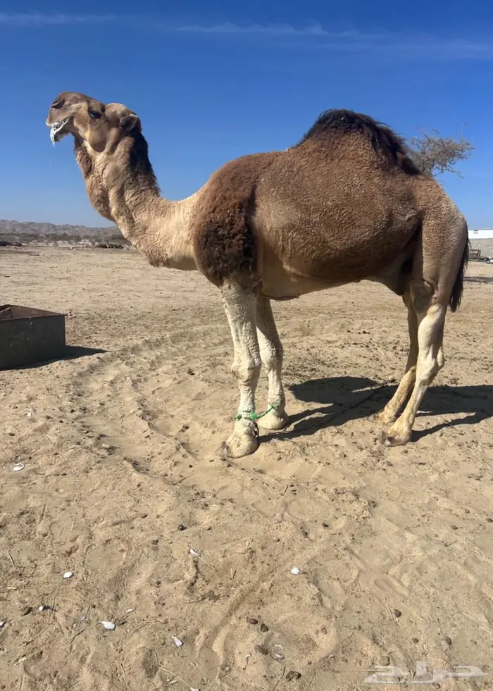 بعير حمر تمامي 0