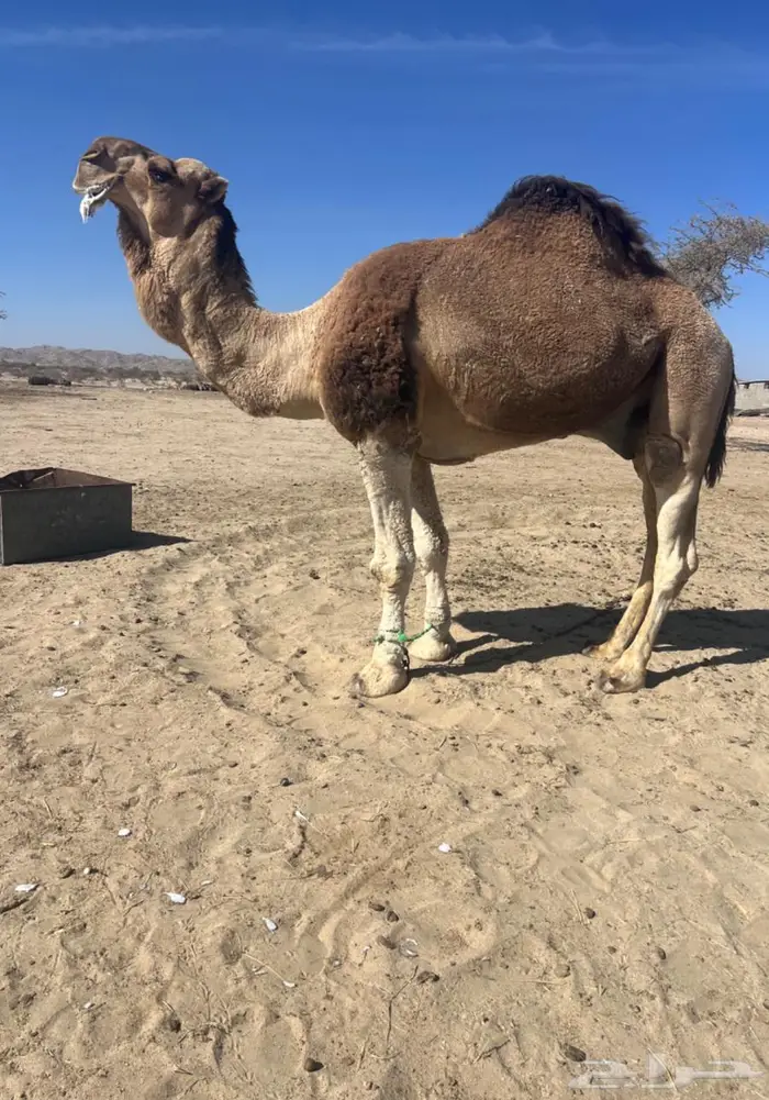 بعير حمر تمامي 2