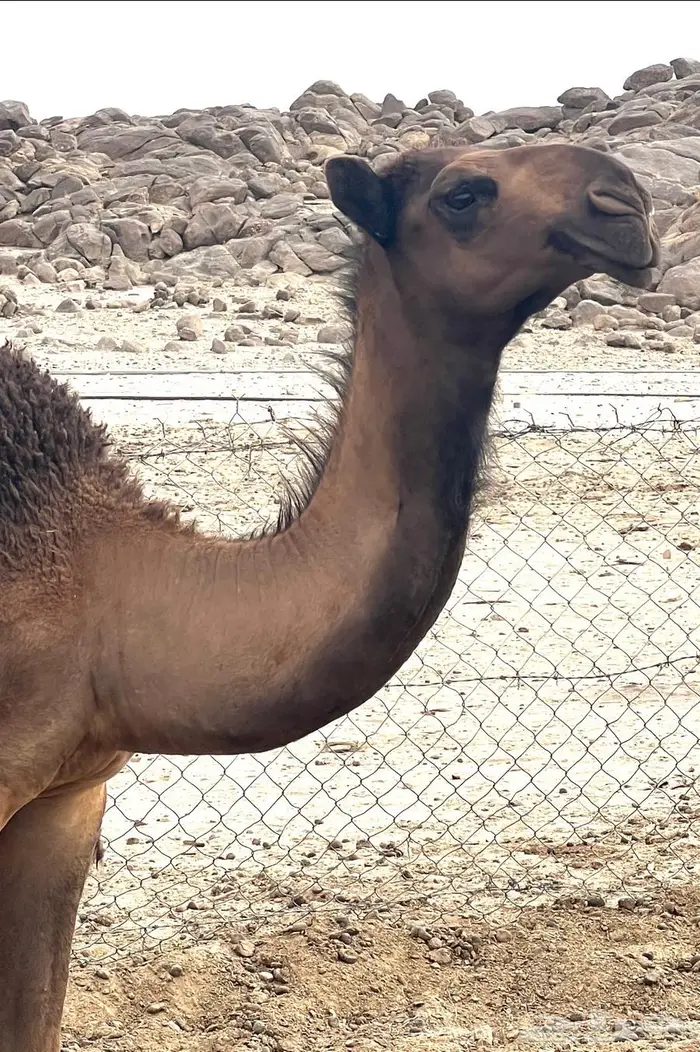 بعير حمر تمامي 6