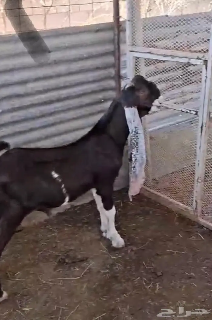 مشروع فحل حجازي فاخر وعينك ميزانك (شق ثلاثه) 0