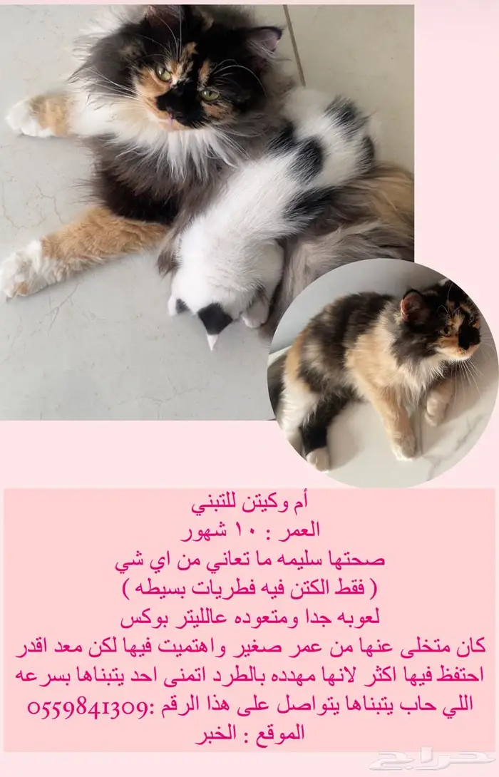 ام وكتن للتبني 0