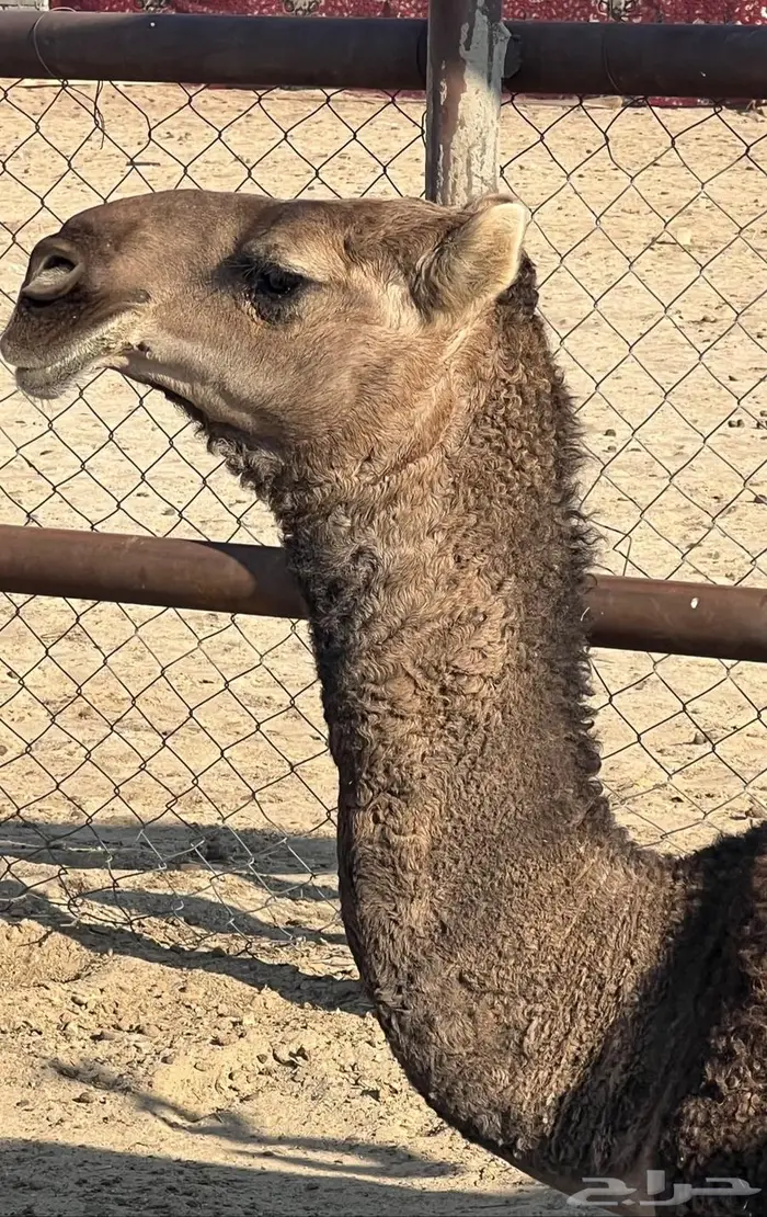 بعير حمر تمامي 7