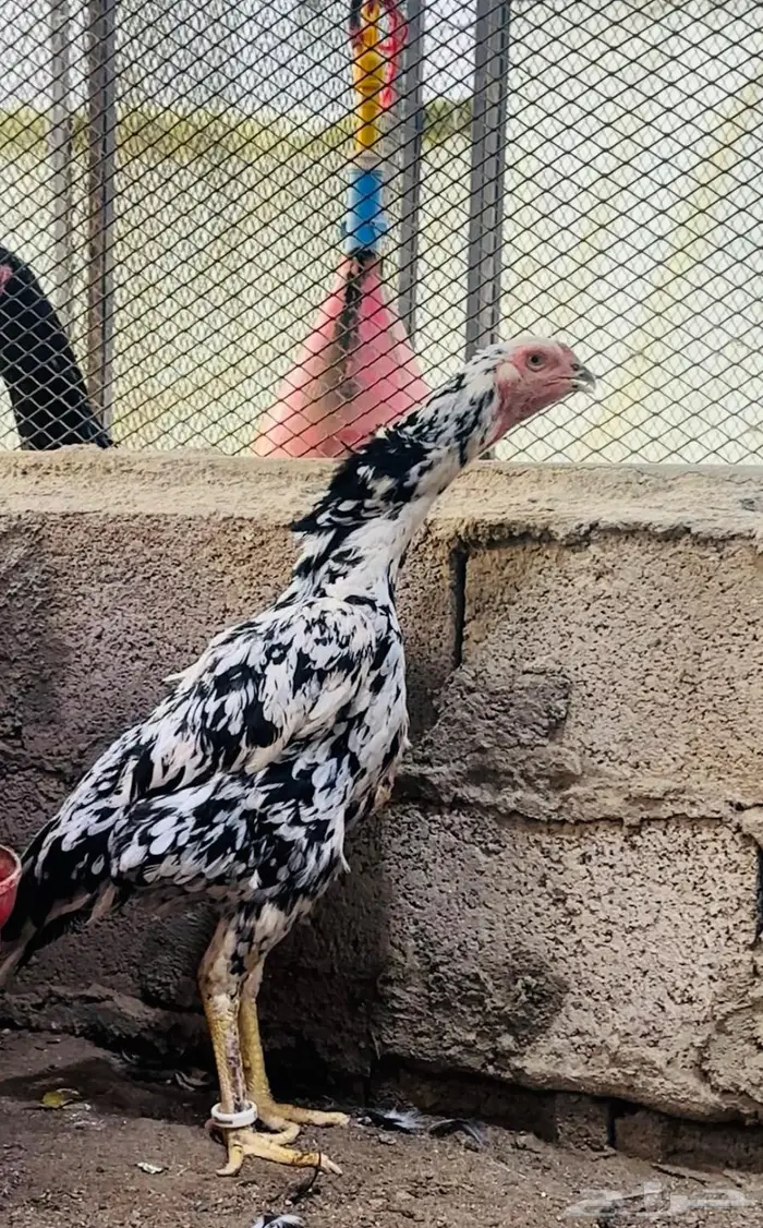 شامو الماني دم هزاز 3