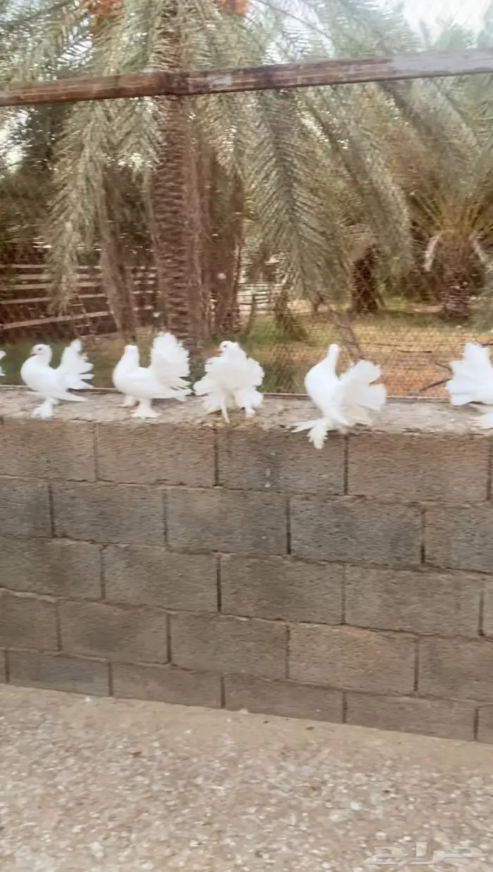حمام شماسي هندي ابيض 0
