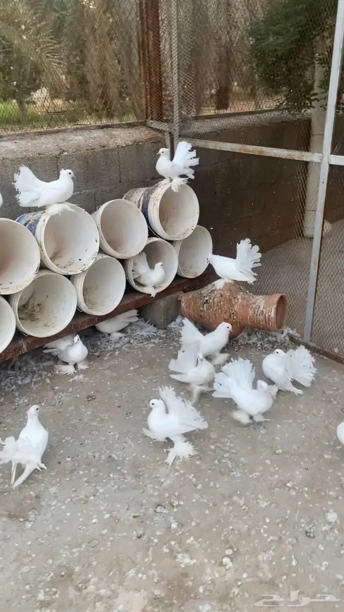 حمام شماسي هندي ابيض 1