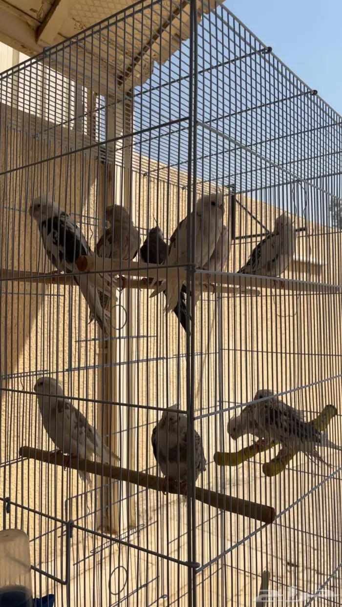 12 كروان مع قفص كبير 5