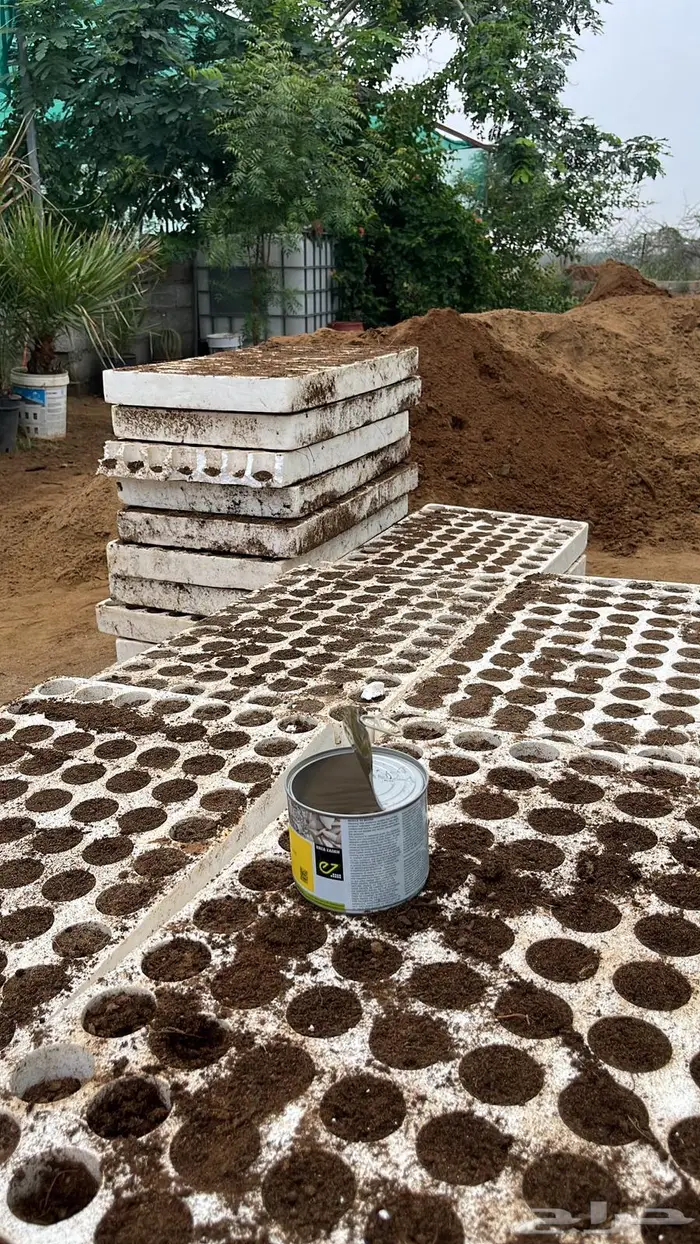 شتلات طماطم عرين وفلفل حار هندي 8