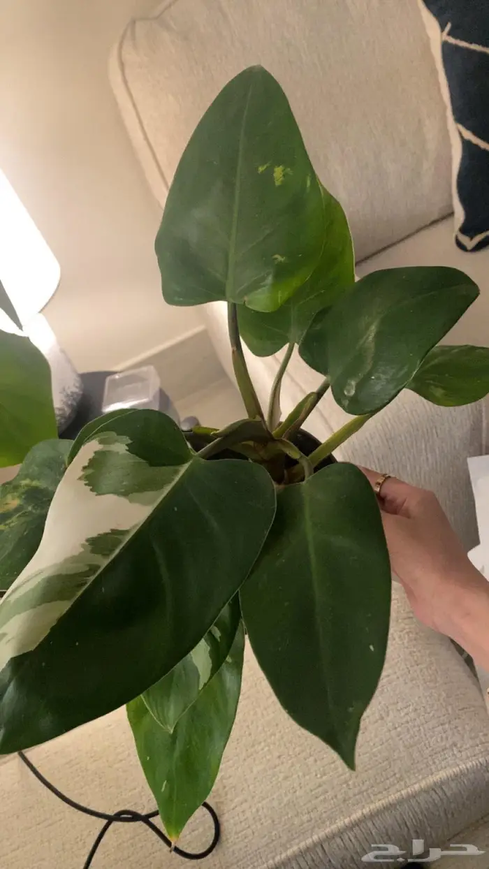 نباتات متنوعة نادره للبيع سعر مغري و يوجد توصل 1