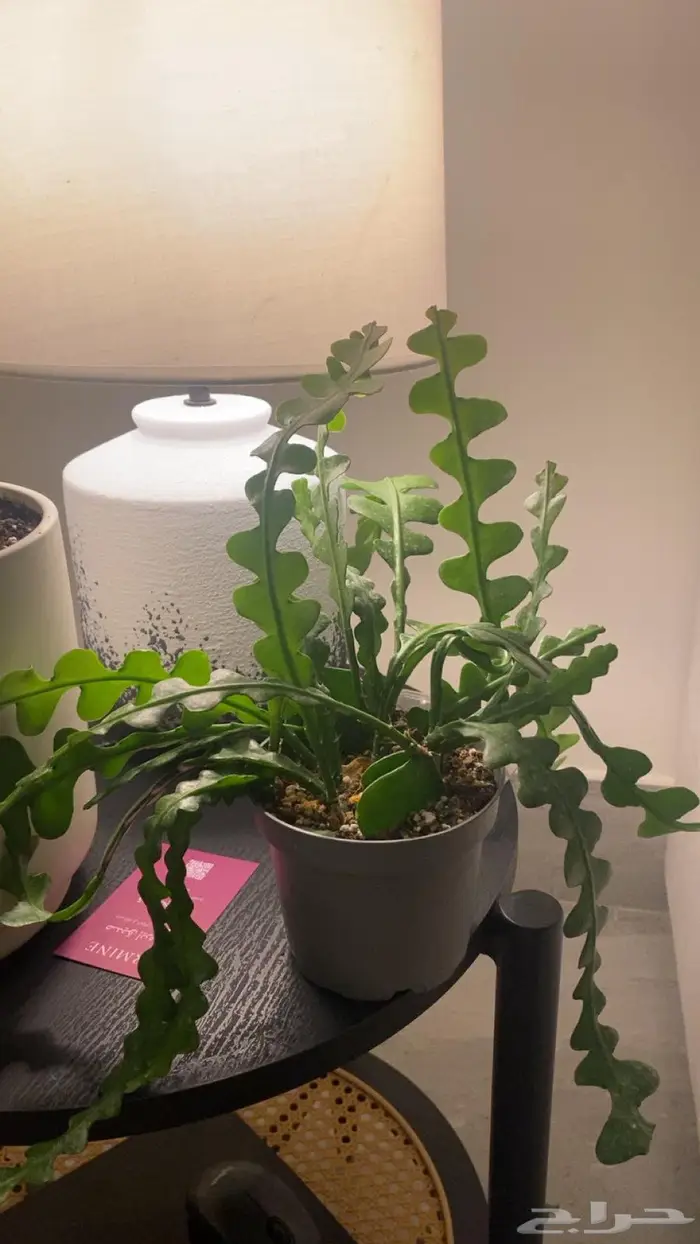 نباتات متنوعة نادره للبيع سعر مغري و يوجد توصل 2