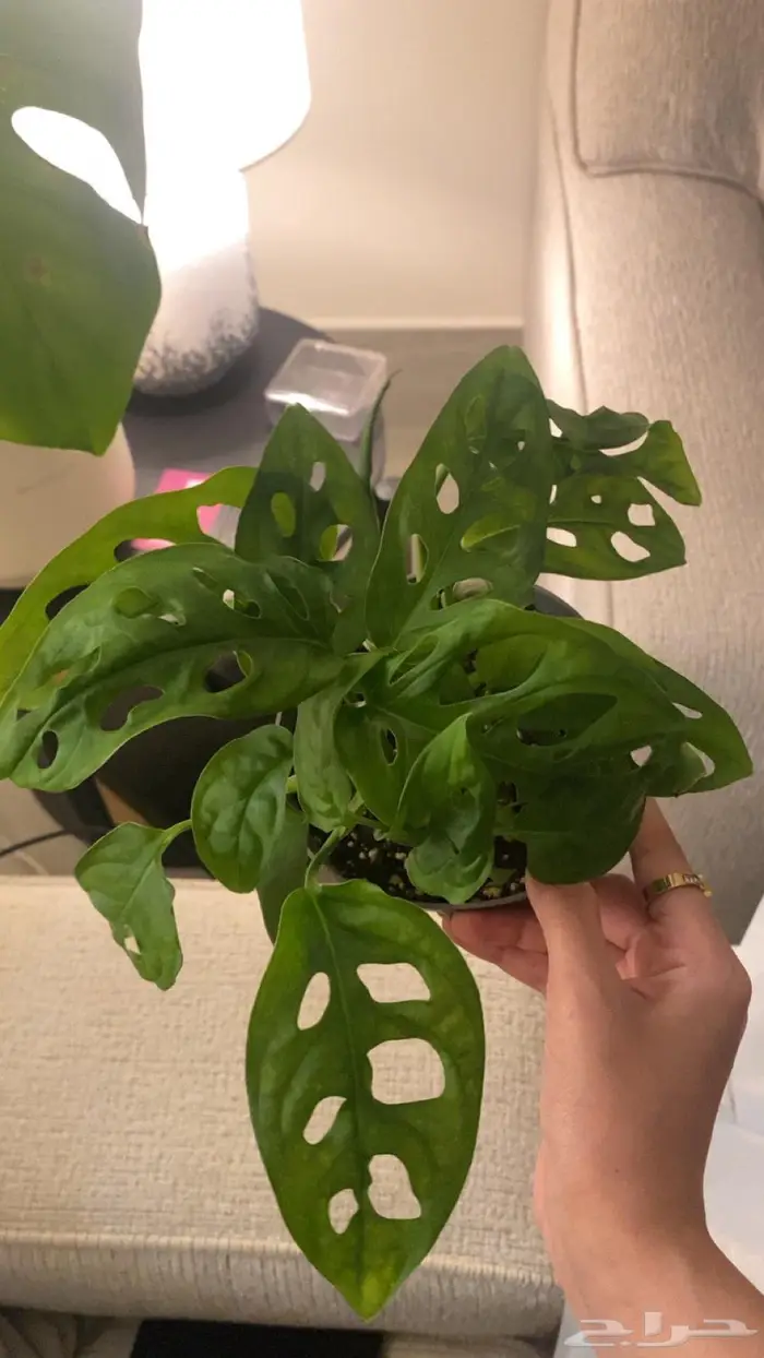 نباتات متنوعة نادره للبيع سعر مغري و يوجد توصل 0