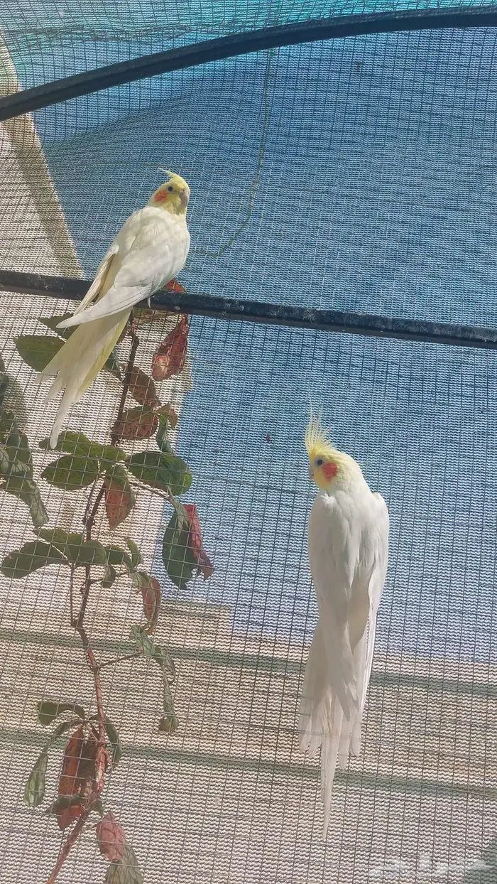 ببغاء كوكتيل للبيع مستعجل 0