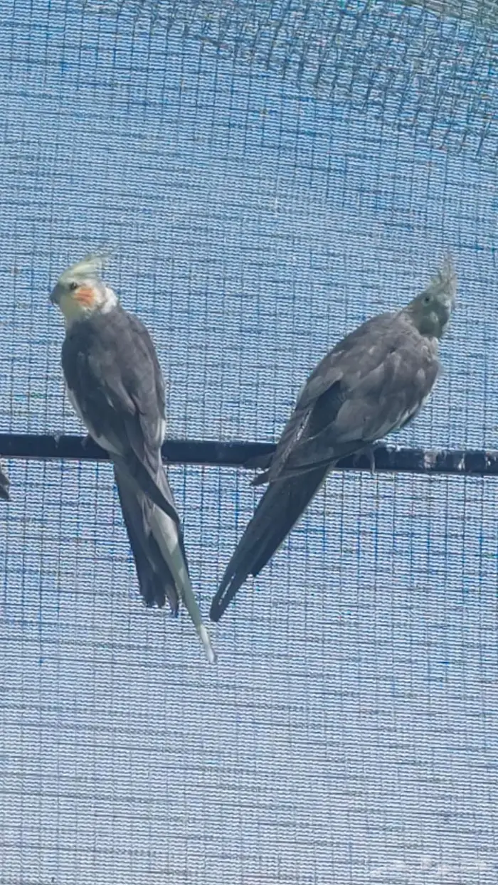 ببغاء كوكتيل للبيع مستعجل 1