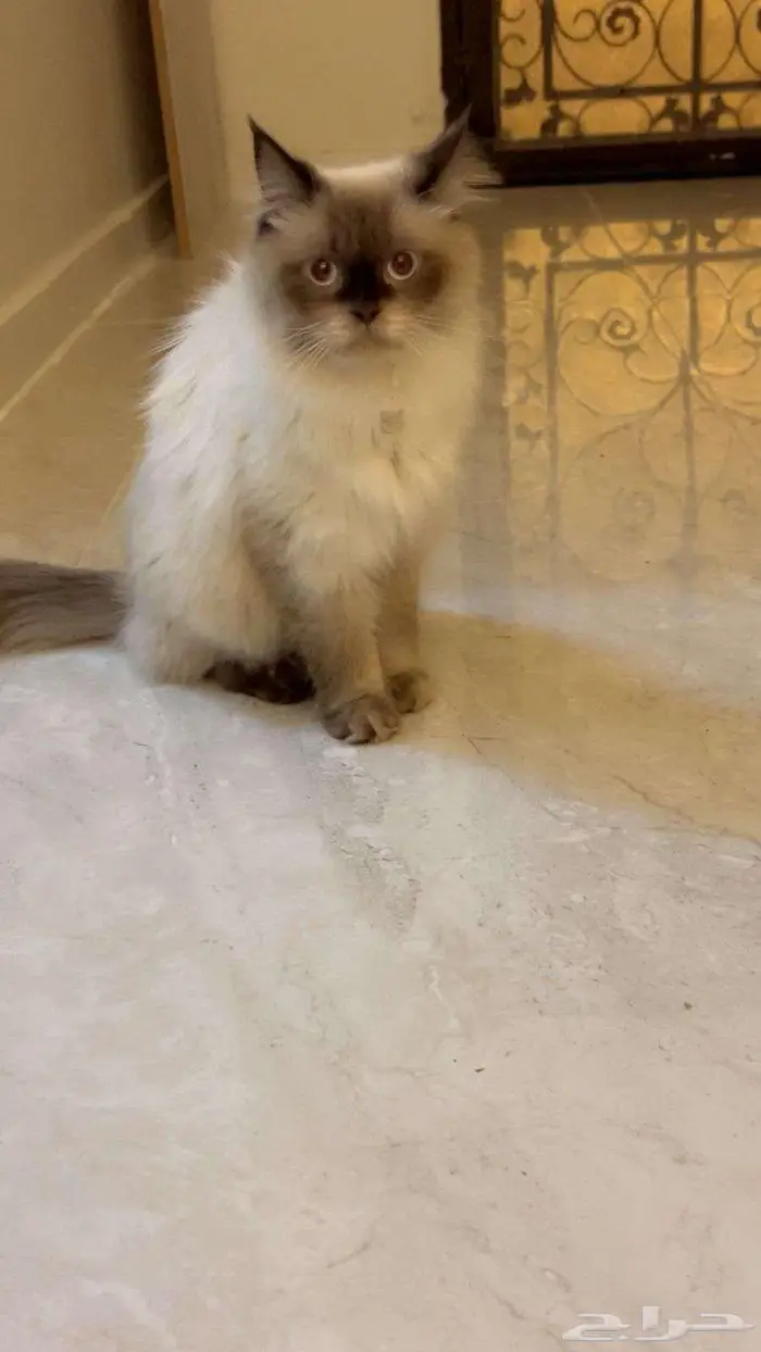 Two Male Luxury Breed Cats (Himalayan British Longhair) 8
