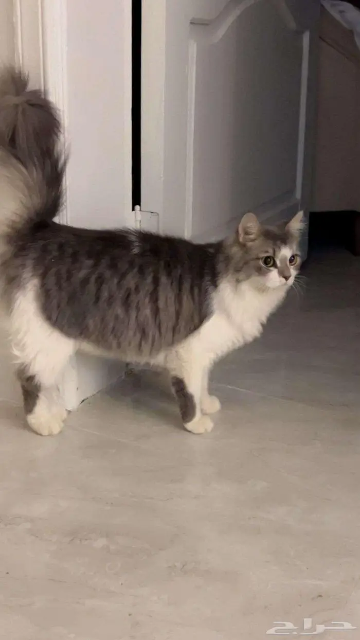 Two Male Luxury Breed Cats (Himalayan British Longhair) 9