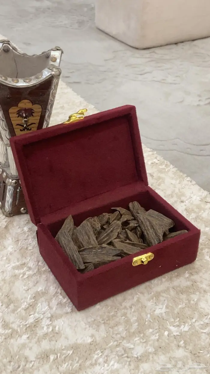 العود الازرق الملكي تبوك 1