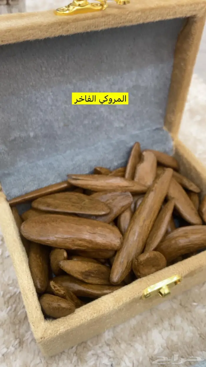 العود الازرق الملكي تبوك 8