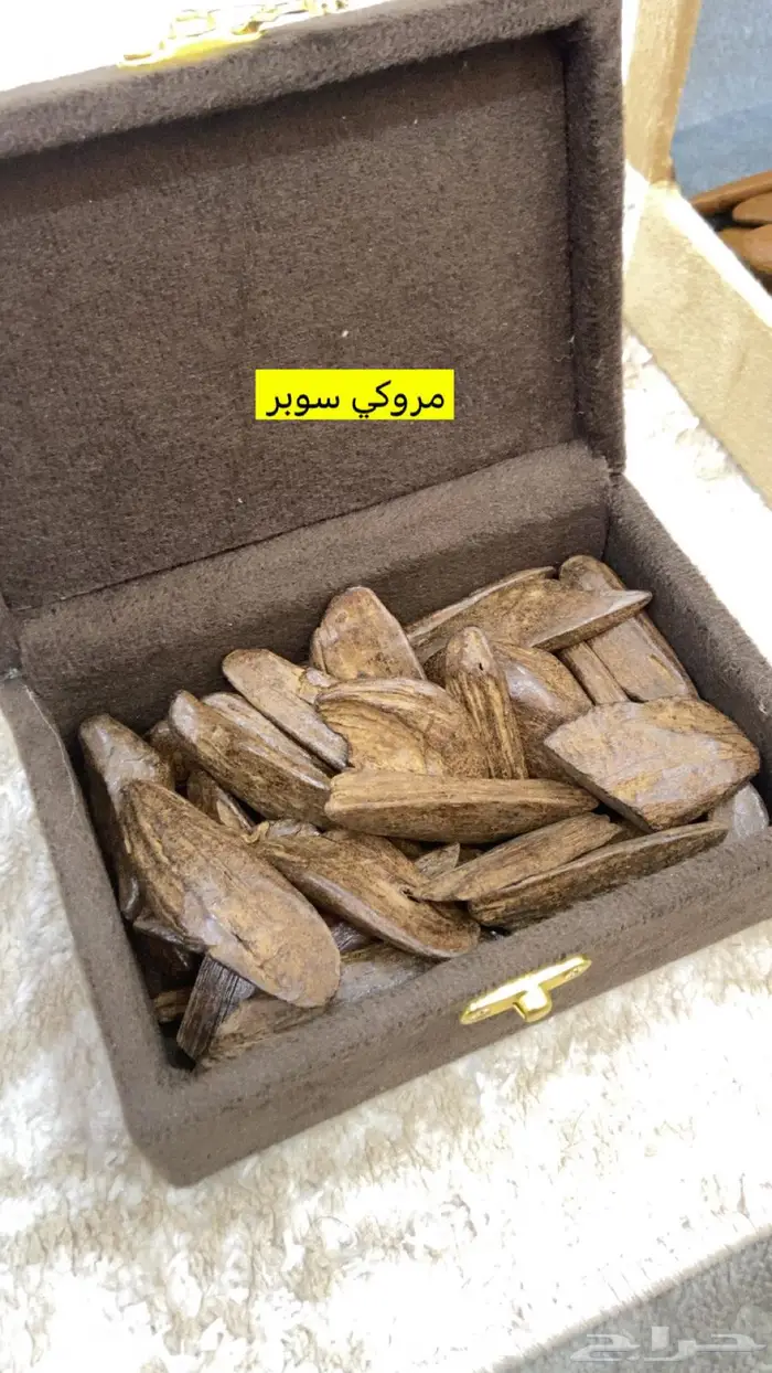 العود الازرق الملكي تبوك 6