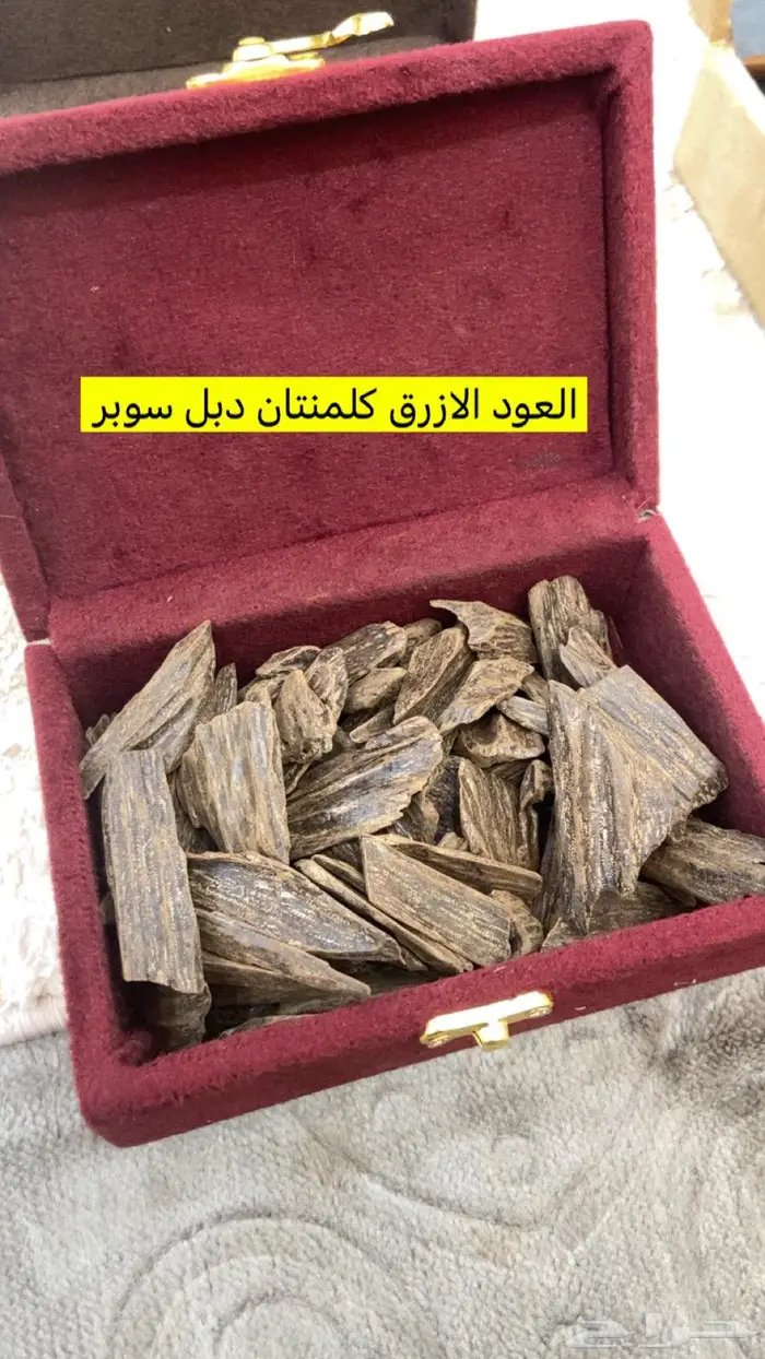 العود الازرق الملكي تبوك 10