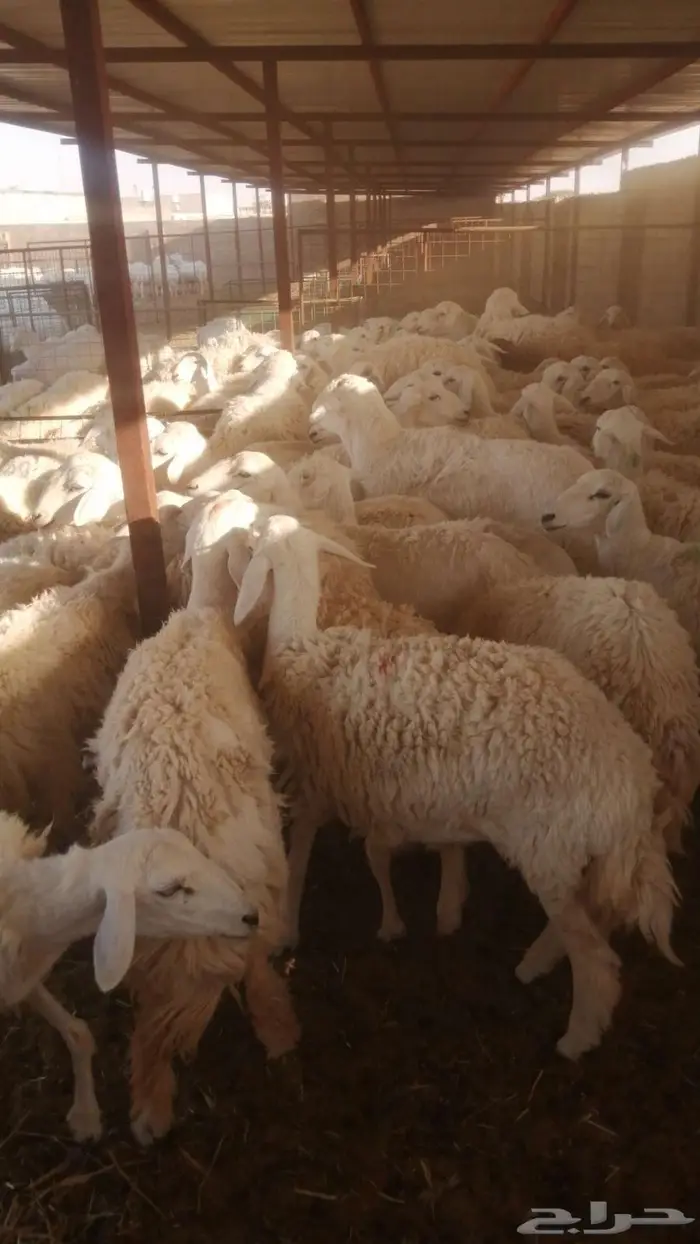 جذعات وثنيات متابيع 82 يتبعها 75 1