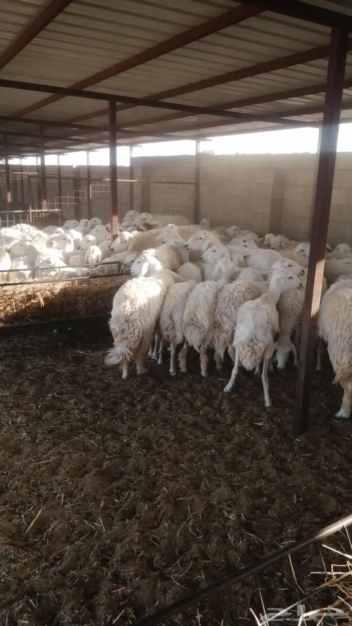 جذعات وثنيات متابيع 82 يتبعها 75 2