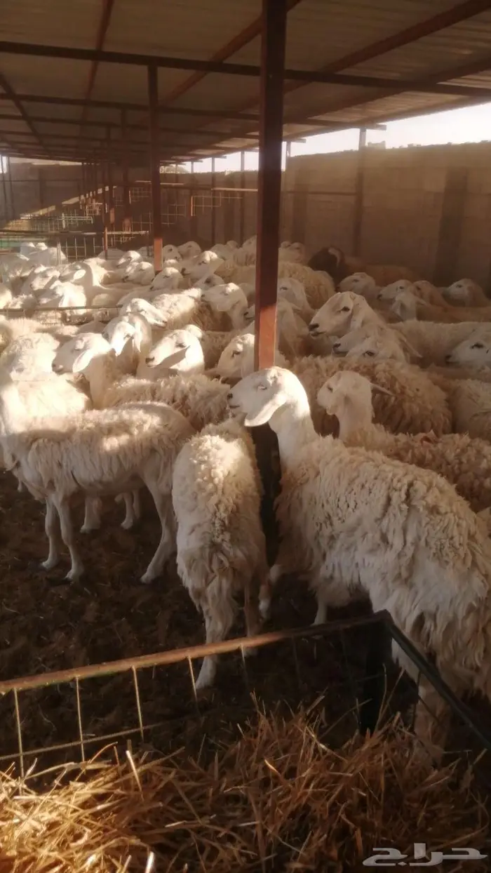 جذعات وثنيات متابيع 82 يتبعها 75 4
