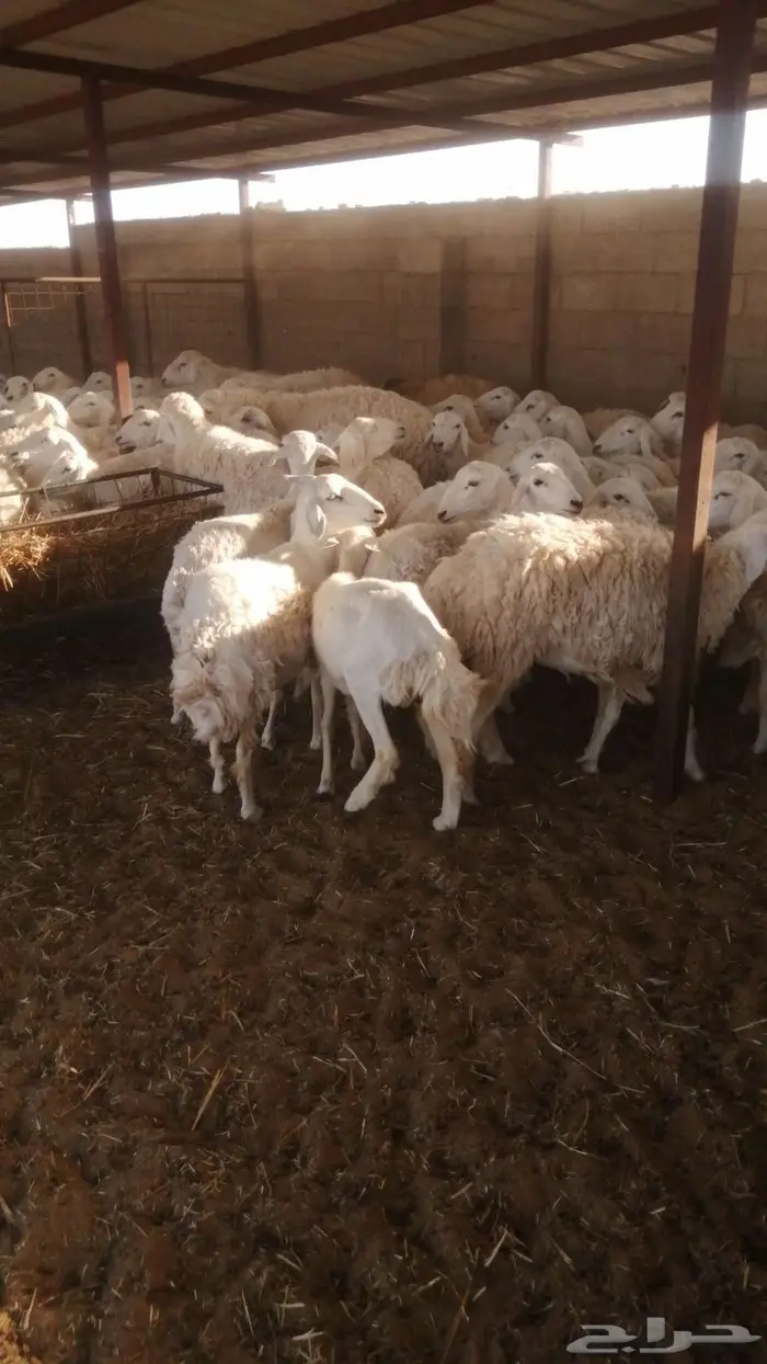 جذعات وثنيات متابيع 82 يتبعها 75 3