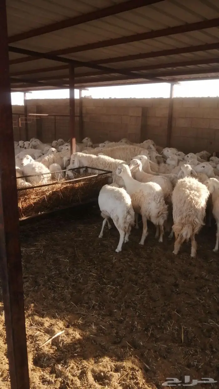جذعات وثنيات متابيع 82 يتبعها 75 0