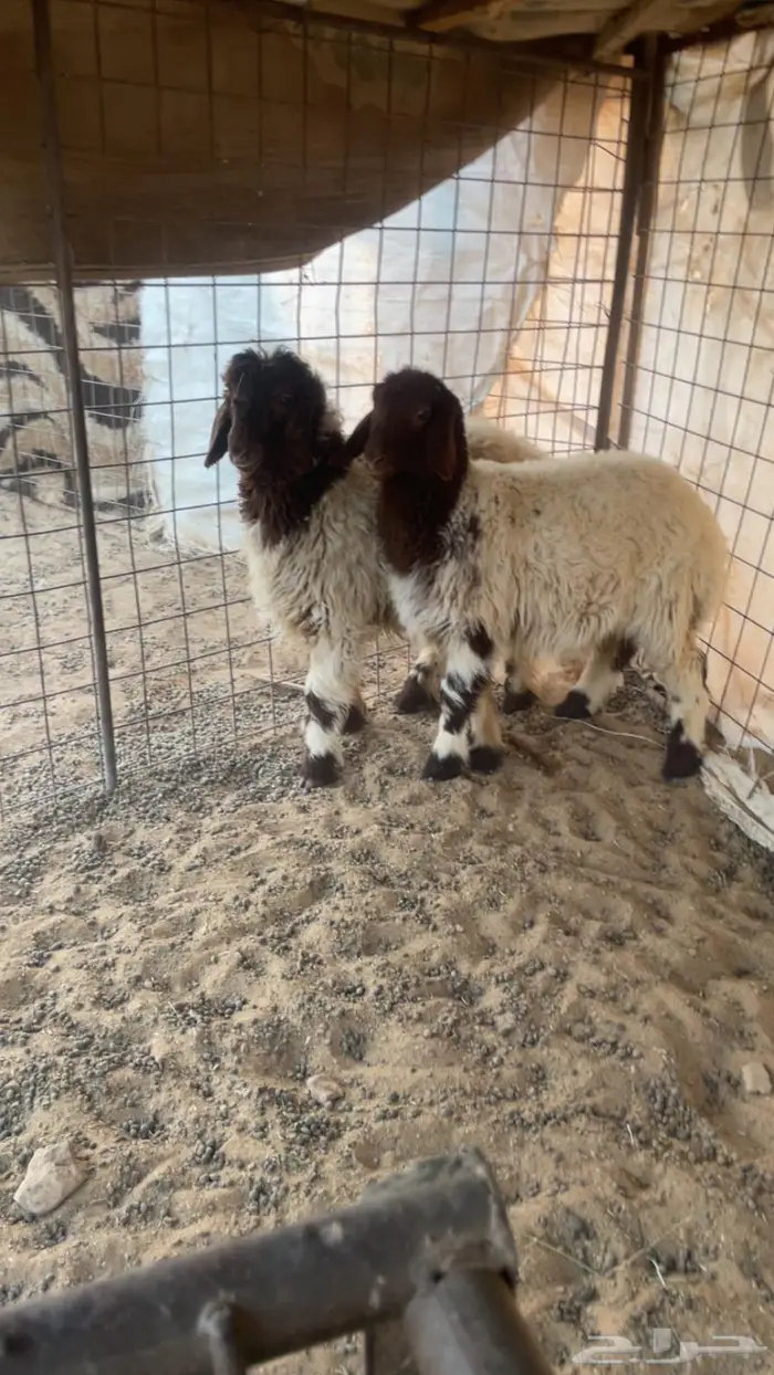 بهم نعيم للبيع تربيه 2