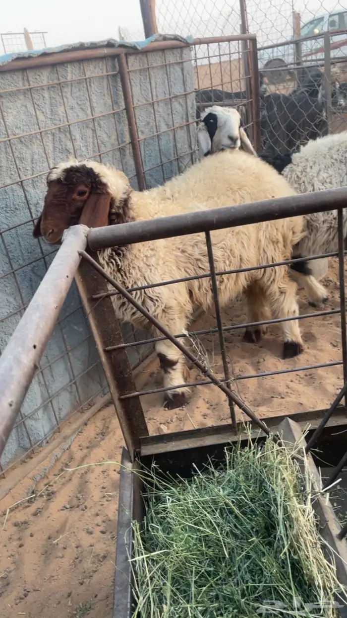 بهم نعيم للبيع تربيه 1