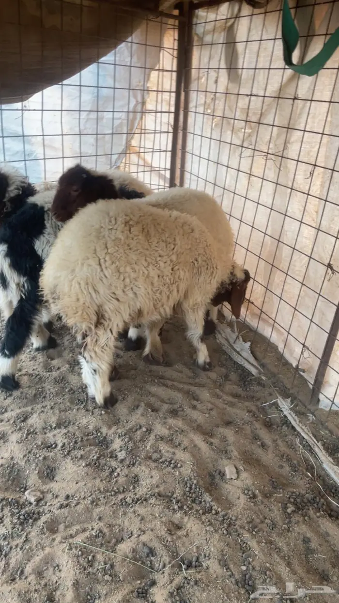 بهم نعيم للبيع تربيه 3