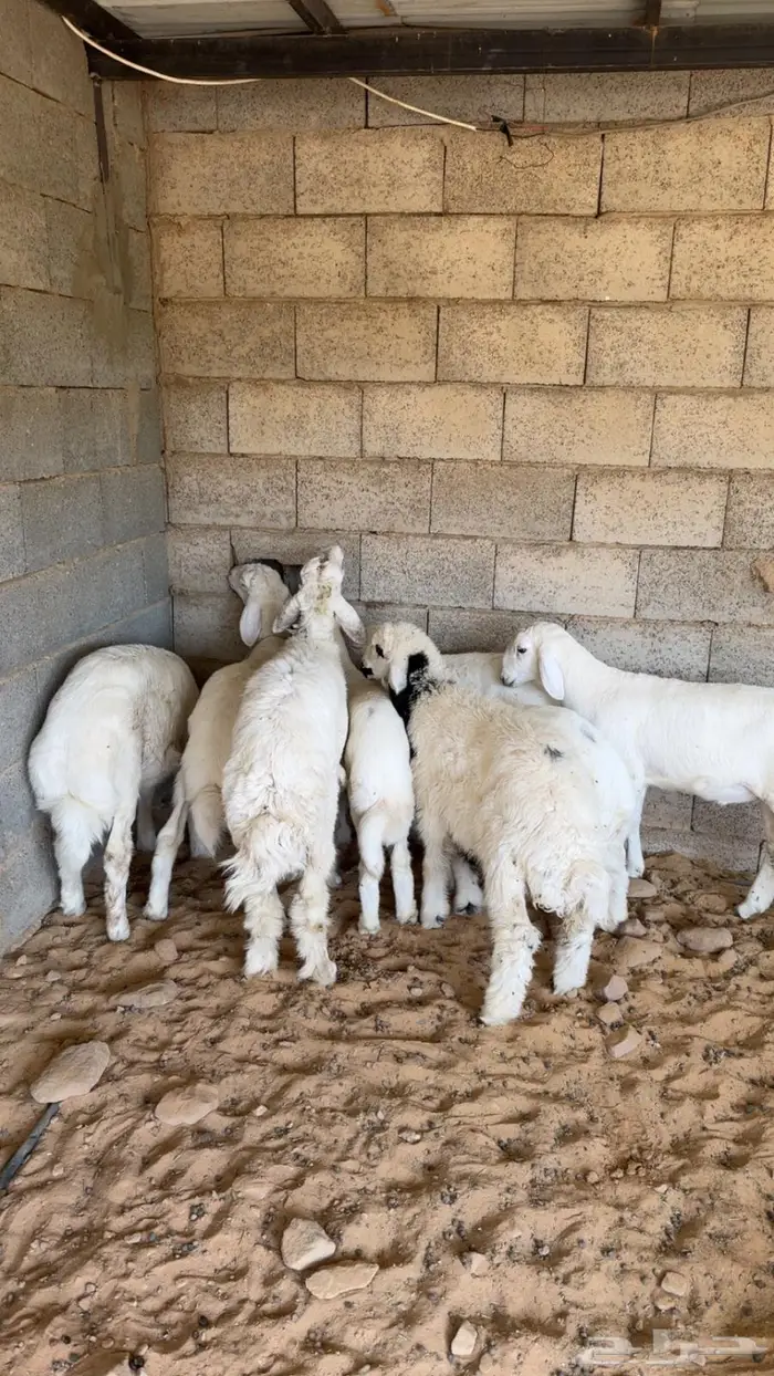 طليان حريات ورخله 2