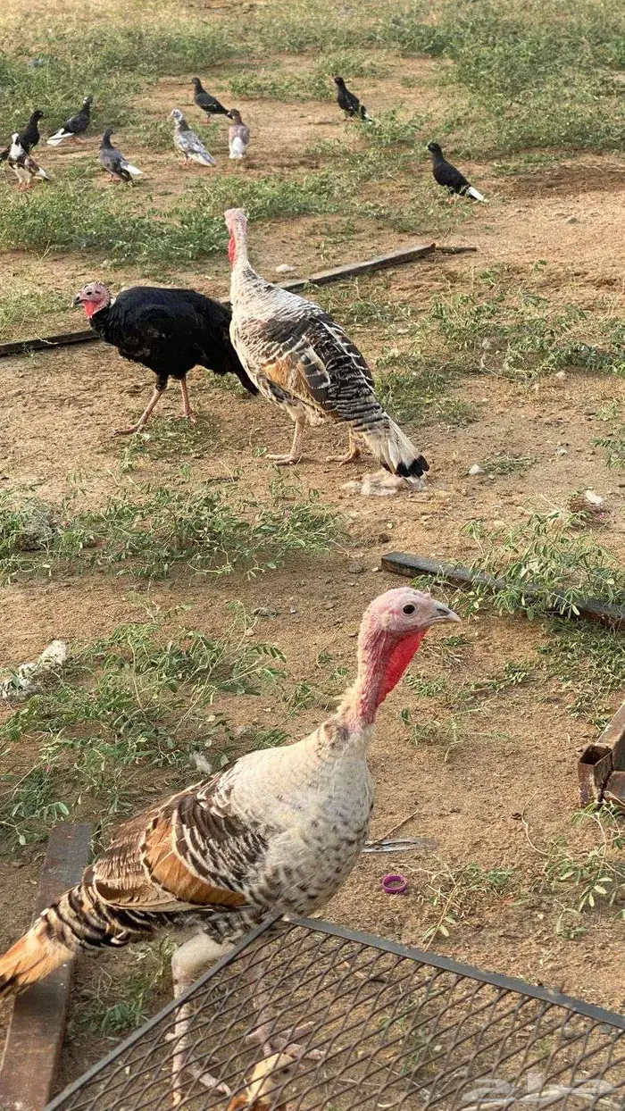 3 دجاج رومي 1