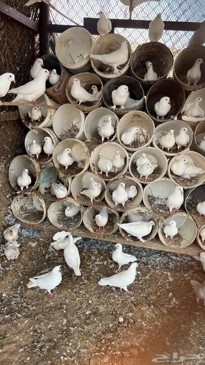 حمام فرنسي احجام طيبه 1