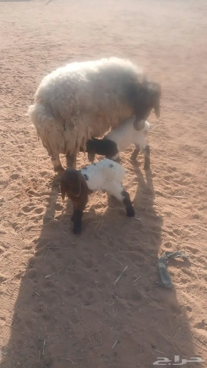 نعيميه 3