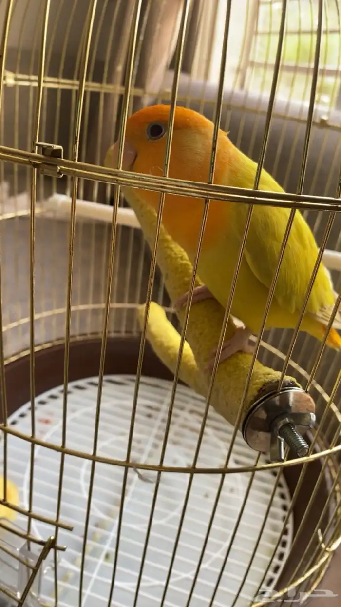 طير روز للبيع 3