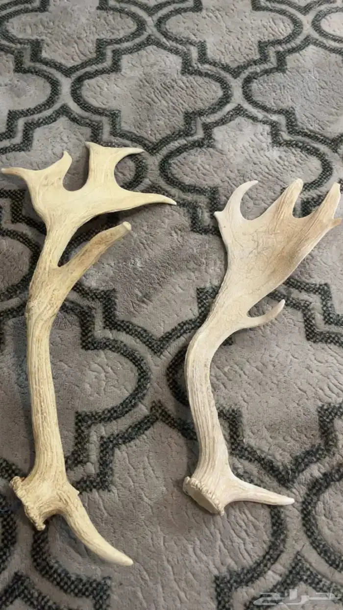 قرون غزلان للبيع 0